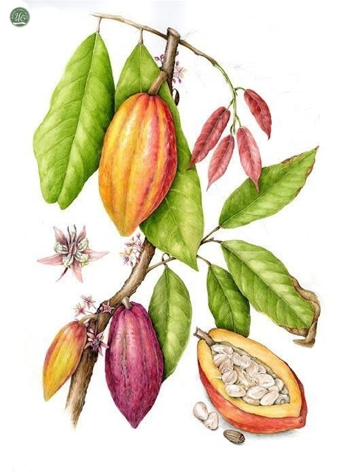 Bột cacao nguyên chất 400g - Ảnh 2